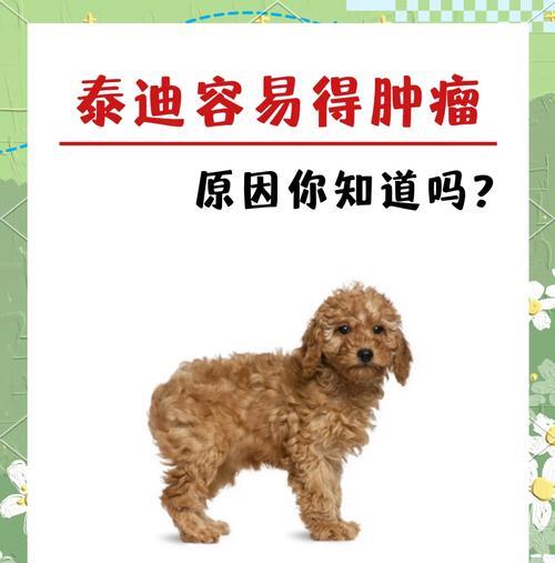 为什么泰迪犬吃完就吐？（探究泰迪犬呕吐的原因及解决方法）