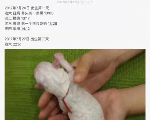 母狗首次来月经的周期及特点（探究母狗第一次来月经的时间长度和行为变化）