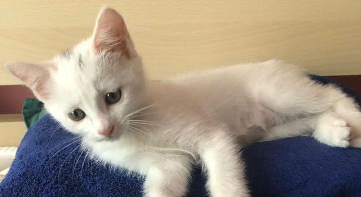 新买回来的猫咪需要适应多久才能放养？（了解适应期的关键是猫咪的性格和环境）