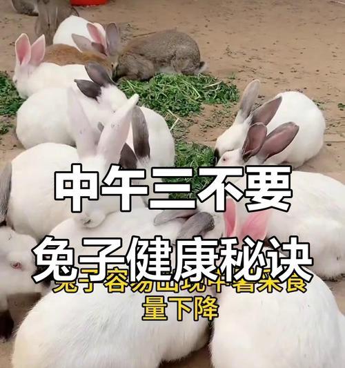 兔子咬人可避免的方法（了解兔子行为习性，避免兔子咬人的危险）