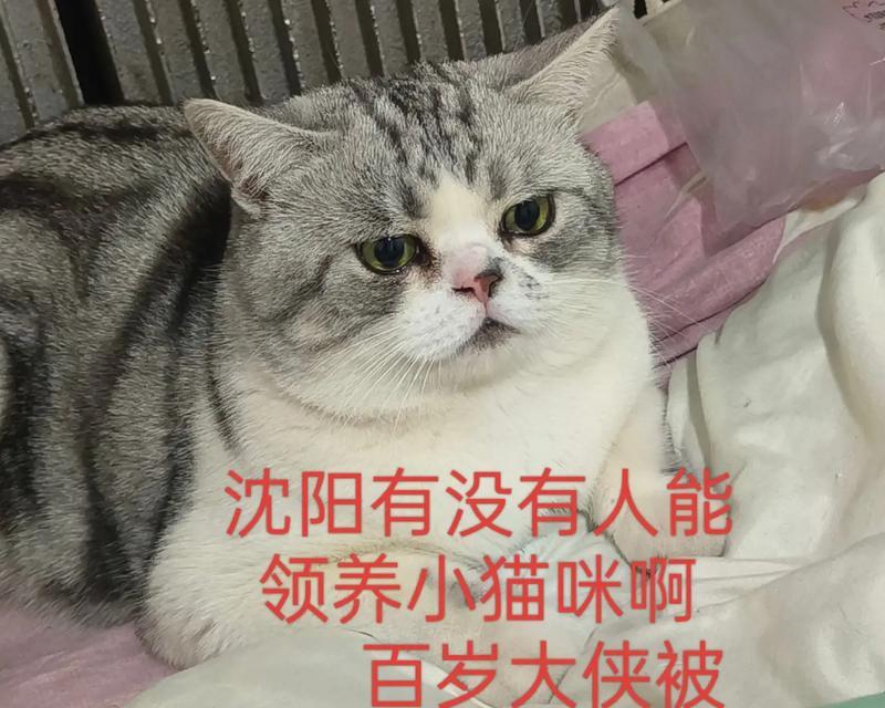 老猫带小猫的时间要求（养育小猫的耐心与责任）