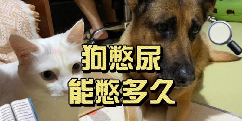 10个月大的狗狗能憋尿多久？（探寻小狗排尿频率的秘密）