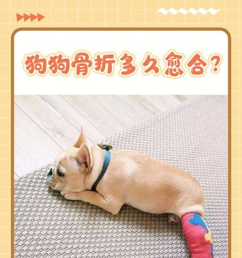 狗狗拆线时间揭秘（了解拆线时间，宠物健康无忧）