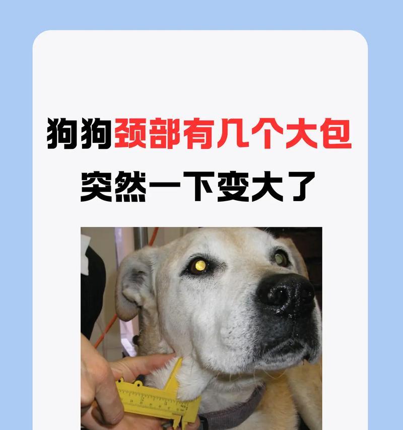 了解狗狗淋巴结症状，关爱宠物健康（掌握淋巴结肿大、发热等重要症状，预防与识别是关键）