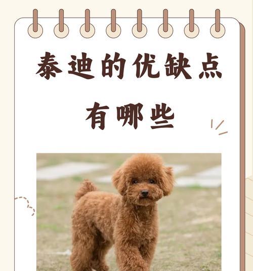 大型狗狗的魅力与挑战（探索大型狗狗的特点、培养和养护技巧）