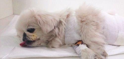 以犬手术吸麻多久醒（探究犬手术后的恢复时间）