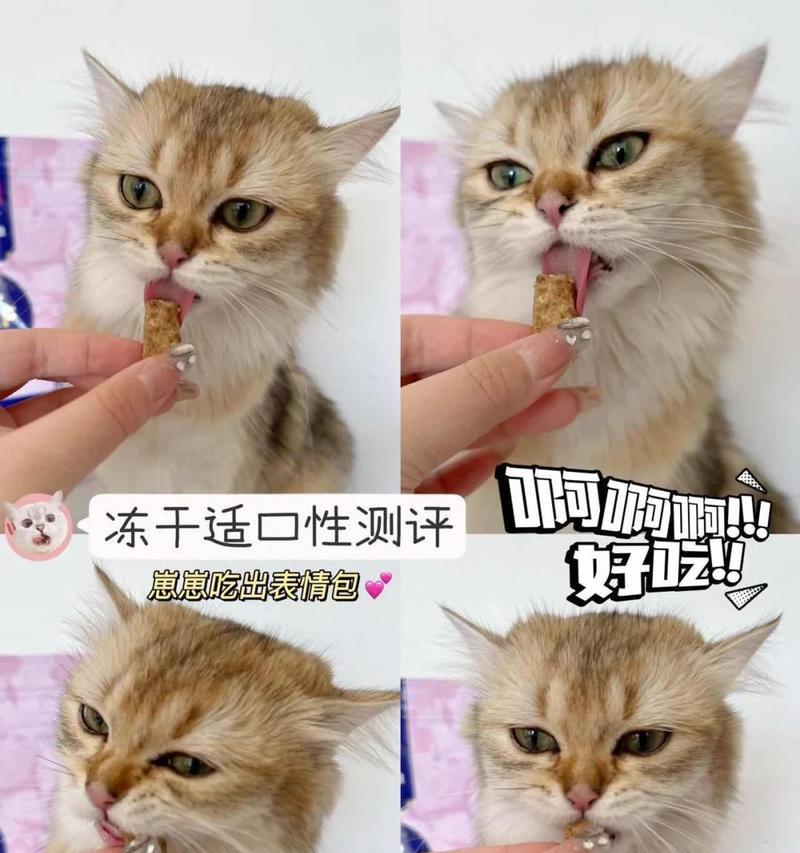猫咪配种后多久能生的时间周期与相关知识解析（猫咪生育周期的长短取决于多个因素，需要适时观察和管理）