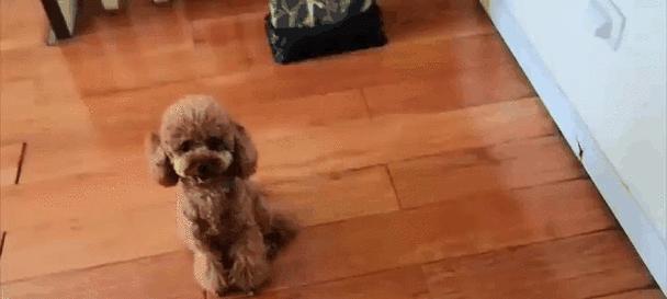 泰迪狗与主人的认识过程（深入了解泰迪狗与主人之间的默契与情感）