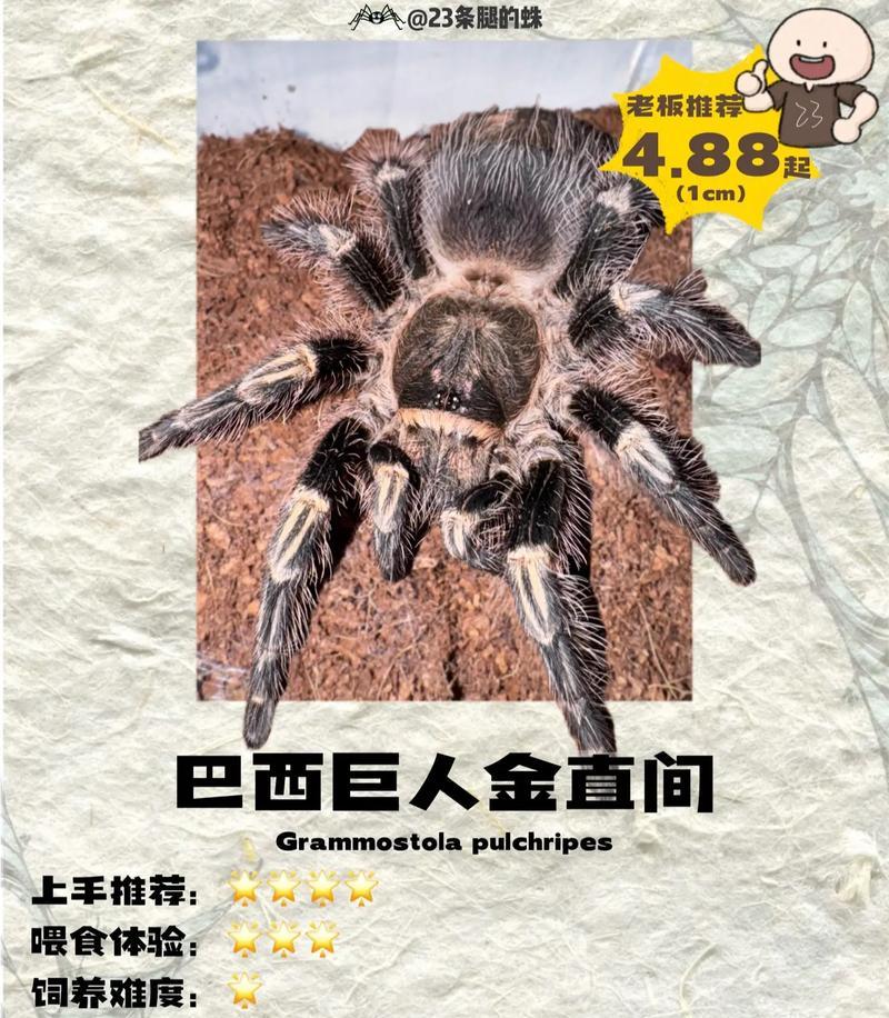 养蜘蛛指南（如何正确照顾养蜘蛛，新手必备指南）
