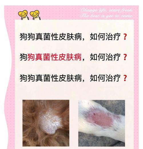如何区分狗狗皮肤病的螨虫和真菌感染（掌握关键区别，准确诊断狗狗皮肤问题）