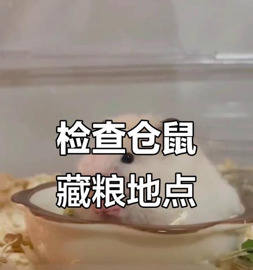 仓鼠不吃东西的时间有多久？（探索仓鼠食欲消失的原因与解决方法）