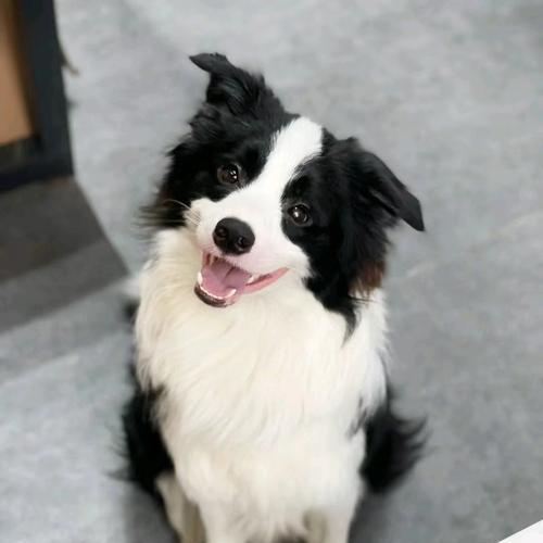 公认好养的狗狗品种大揭秘（选择合适的宠物犬，享受无忧的养犬生活）