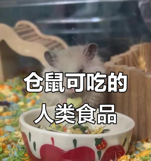 仓鼠的科学喂养方法（合理选择食物，让仓鼠健康成长）
