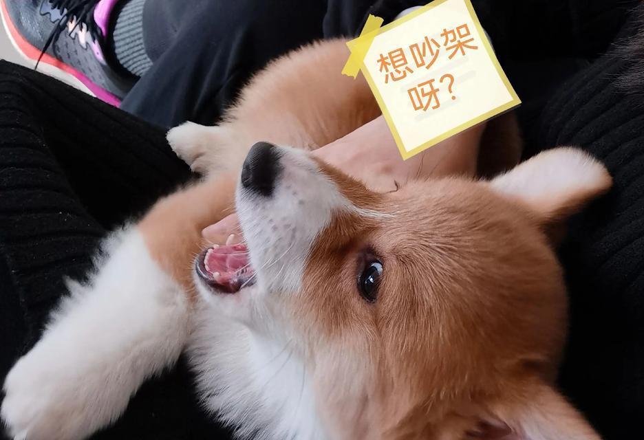 柯基湿疹防治要点（关注柯基健康，共同应对湿疹）