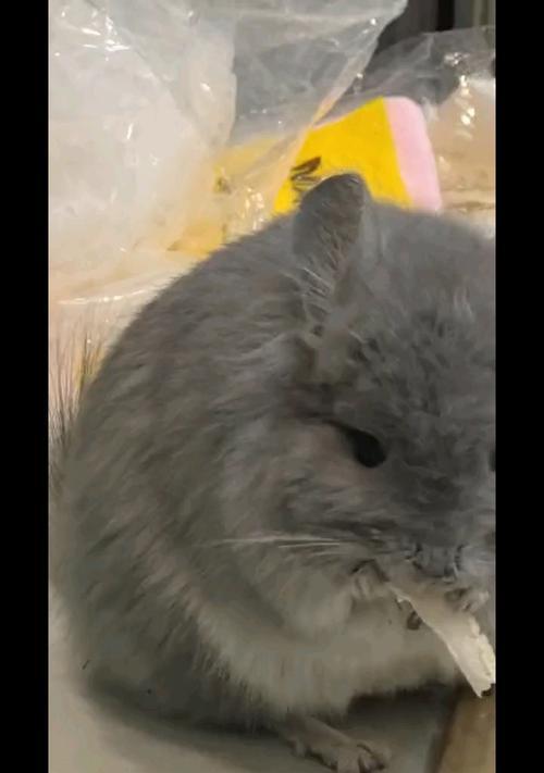 养龙猫的必备用品及注意事项（打造舒适生活环境的关键）
