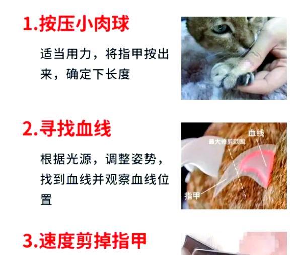 猫的指甲修剪频率有关问题（七个月猫多久需要剪一次指甲？猫主人必知的指南）