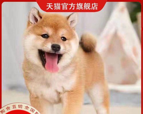 探索短毛小型犬的世界（以这15个可爱的短毛小型犬为主题，揭开它们的特点和魅力）