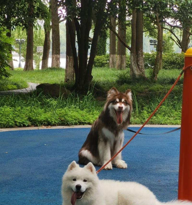 萨摩耶犬的配对周期与注意事项（萨摩耶配对的时间间隔和健康建议）