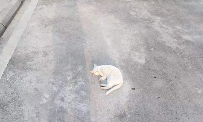 猫的寿命究竟有多长？（以没猫可以活多久为主题的探讨）