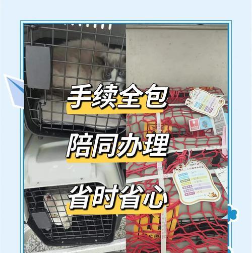 机场接宠物需等待的时间有多长？（了解机场接宠物的等待时间和提前做好准备）