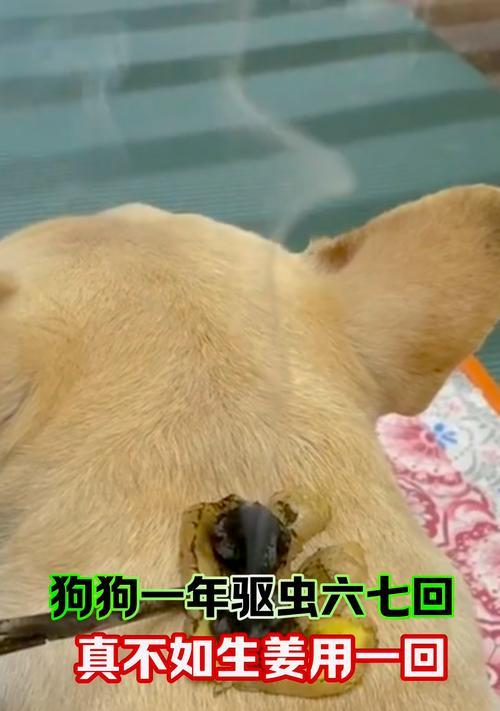 狗的驱虫周期与延长寿命的关系（科学指导下的狗的驱虫计划与健康长寿）