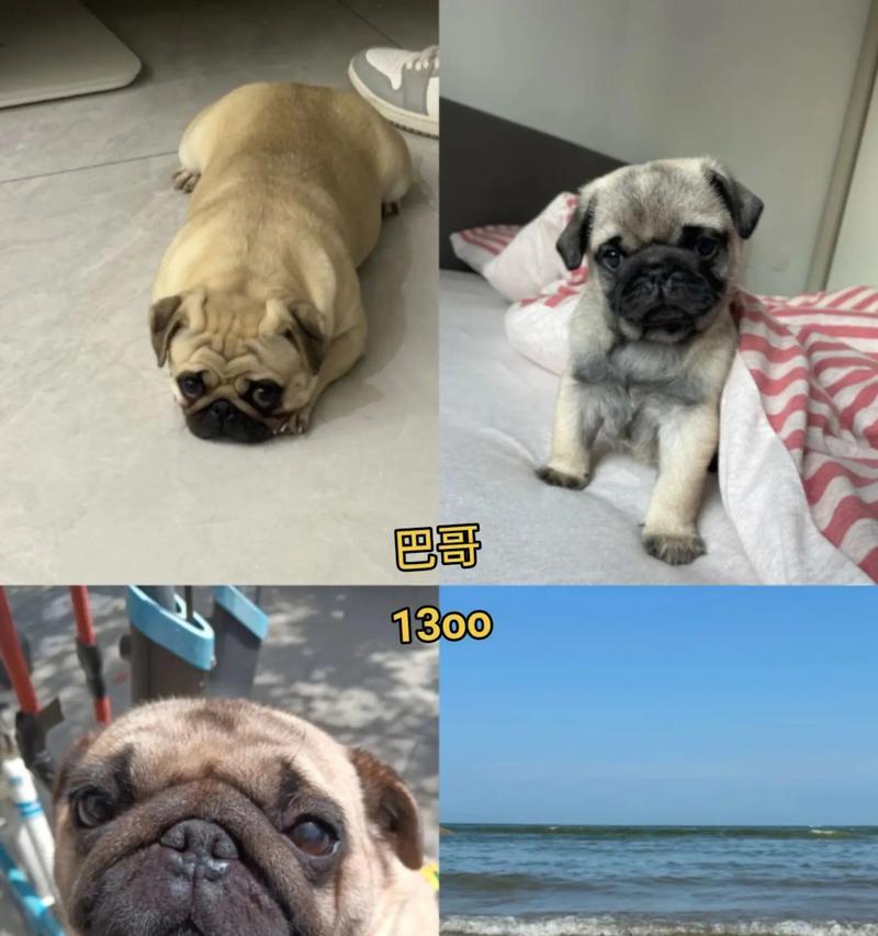 探寻纯种巴哥犬的价格谜团（了解不同级别巴哥犬的价格及市场规律）