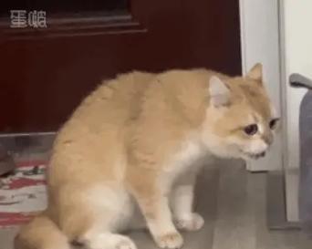 猫咪的呕吐和腹泻问题及其解决方法（宠主不能忽视，多观察猫咪状况，找出原因并解决）