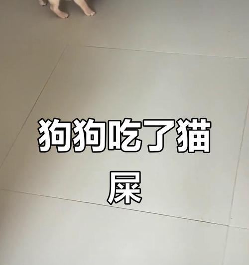 法斗的消化系统和排便习惯（探究法斗食物消化过程与排便时间的关系）