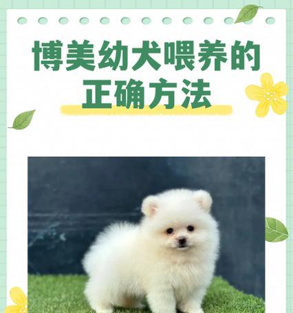 有效喂养方式制止马犬挑食的秘诀（培养良好饮食习惯，让马犬健康成长）