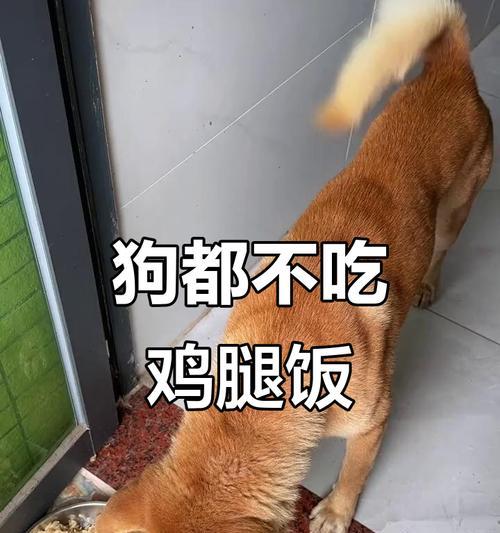 狗能不能吃鸡肉？揭开真相的15个关键问题（了解狗食肉习性，科学喂养营养均衡的秘诀）