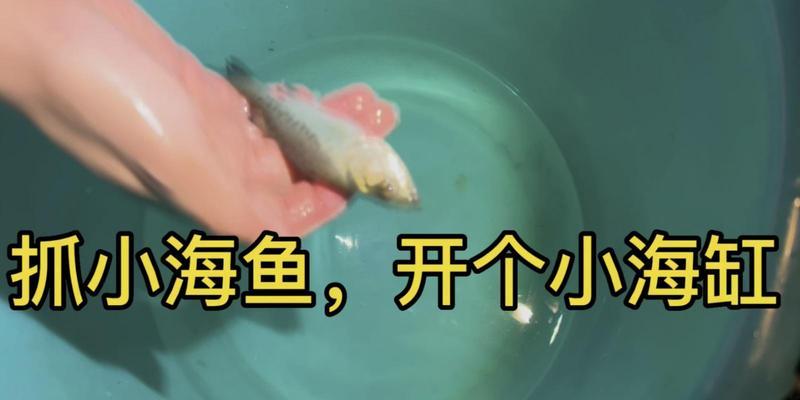 新入缸海鱼的喂食频率与时间要求（养鱼初学者必备知识，让新入缸海鱼健康成长）
