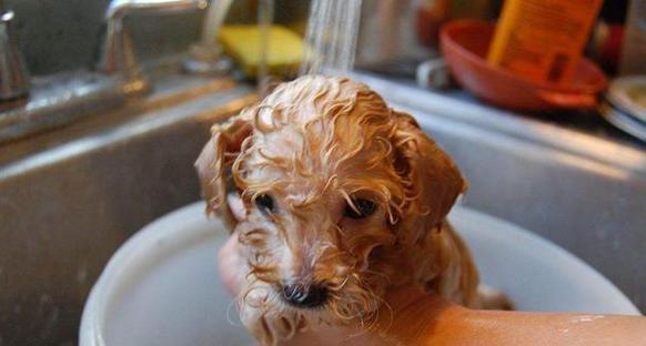 自己动手给泰迪犬美容，省钱又安全！（经济实惠的DIY泰迪犬美容方法，让你的宠物更加时尚可爱！）