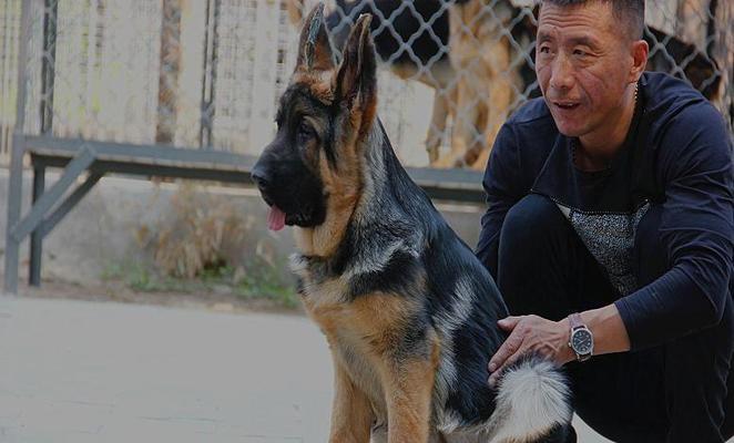 咸阳德牧犬舍（培养德国牧羊犬纯种、健康、高质量的专业养殖基地）
