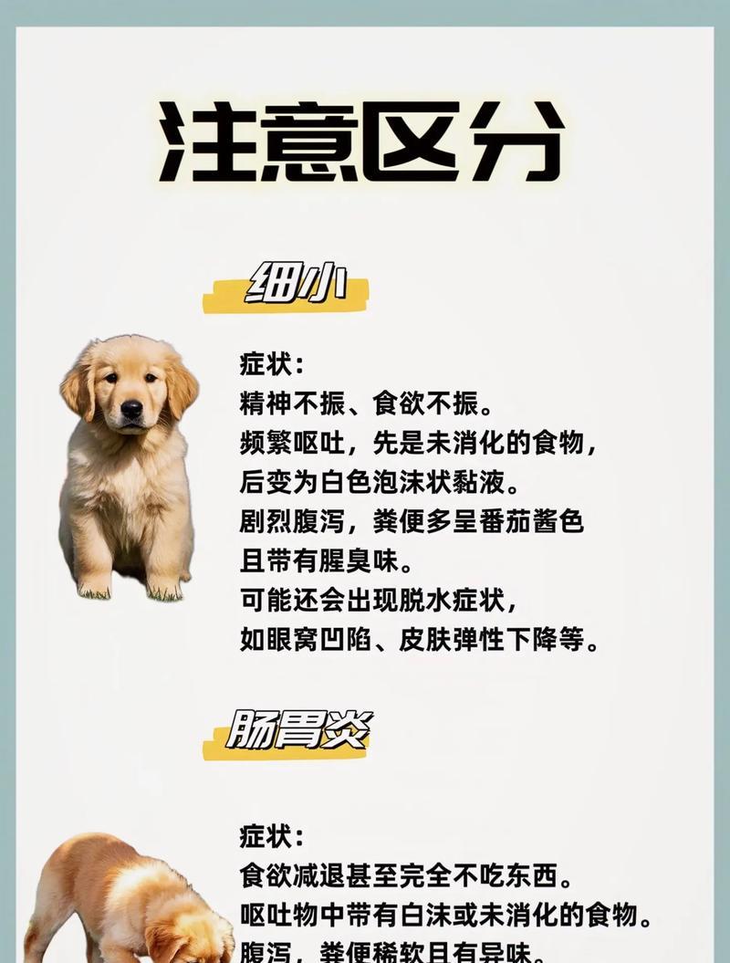 探究狗的肠胃炎病的症状（了解狗肠胃炎病的常见症状及治疗方法）