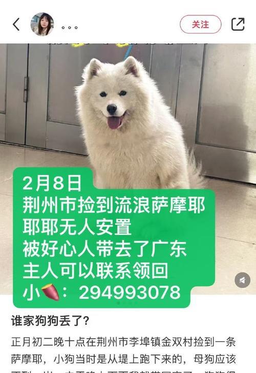 以邻水丢失的狗的种类及寻找主人情况（邻水失踪狗的情况概述和失主寻找的重要性）