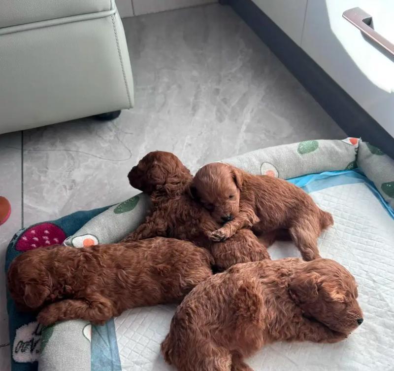 如何正确喂养和照顾泰迪幼犬期（科学喂养和细致照顾，让泰迪幼犬健康成长）