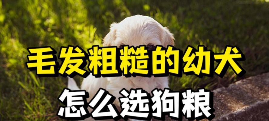 幼犬饮食规律解析（幼犬狗粮喂养频率探讨）