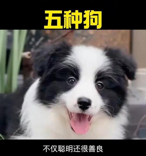 五种“好养又不贵”的狗，你养了没？（了解这些狗狗，省心省力又有爱。）