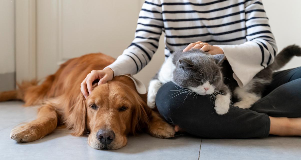 猫咪回家路（探寻猫咪的内导航天赋）