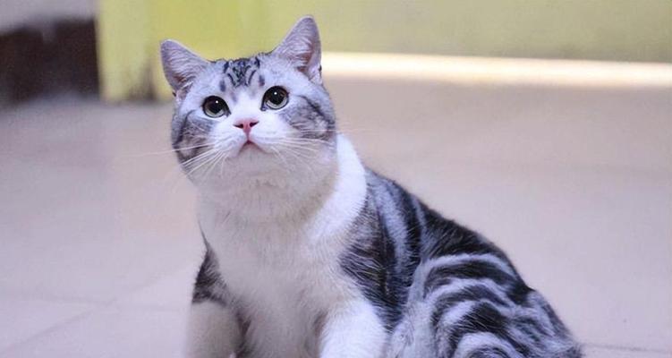 美短猫（了解美短猫的优缺点，让你更好地养护它们）