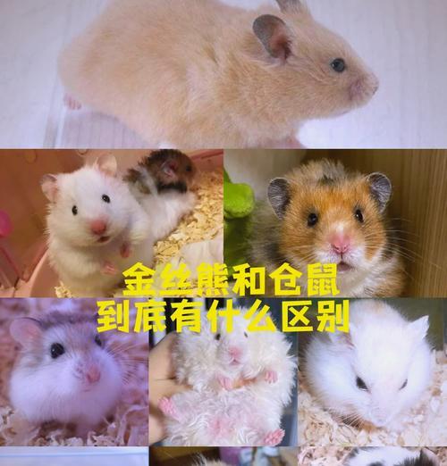 仓鼠叫声的原因及解析（揭开仓鼠叫声的奥秘）