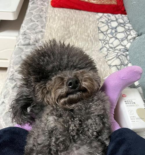 狗狗疫苗在常温下的失效时间及其关键因素（疫苗保存条件对其有效性的影响及常见误解）