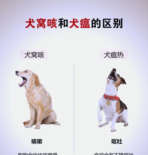 犬瘟热（犬瘟热是一种致命病毒，主人的关注和及时治疗可以延长犬只生命）