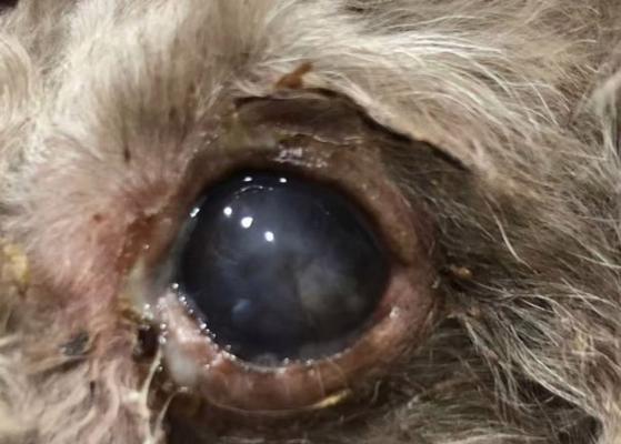 犬角膜炎的治愈时间是多久？（角膜炎康复进程及关键因素解析）