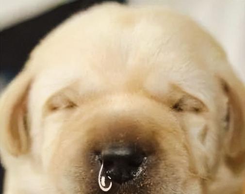幼犬感冒的康复期及预防措施（幼犬感冒需要多长时间才能康复？）