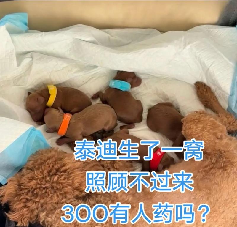 泰迪生育周期及繁殖特点解析