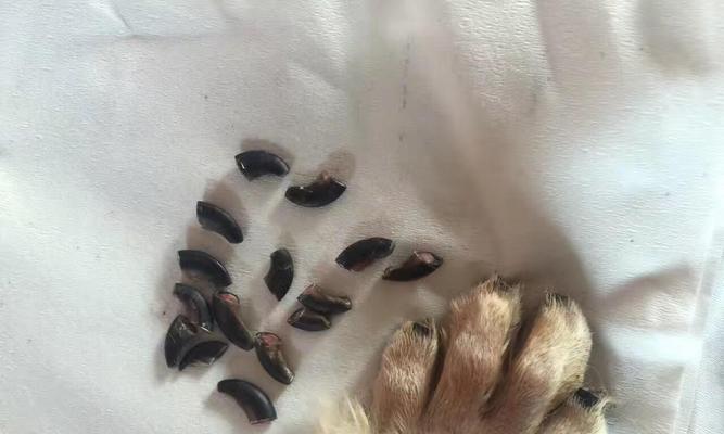 狗狗血脉断裂的恢复周期（了解狗狗断血线的恢复时间以及关键因素）