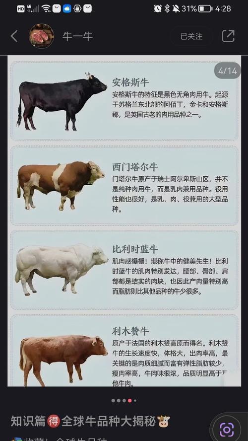 以英牛的特征（探索英牛独特的品种特点和价值）