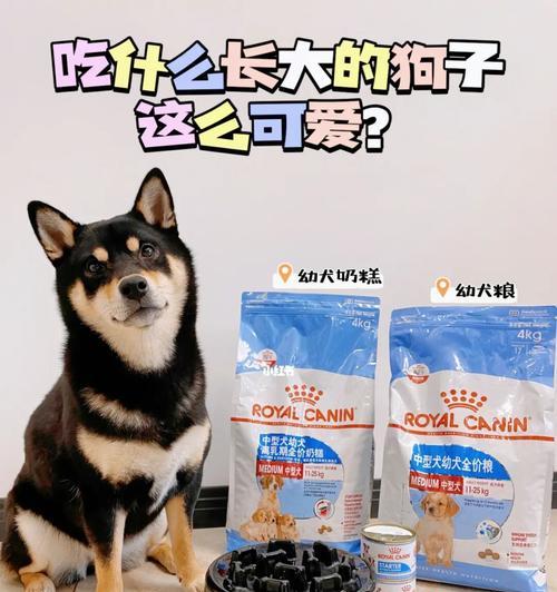 如何培养幼犬强壮健康（幼犬健身秘籍，助其快速成长）