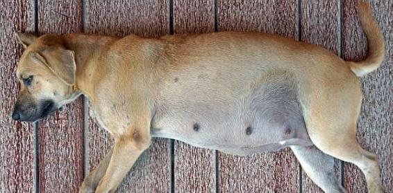 狗怀孕20多天的症状（了解狗狗怀孕20多天的表现和需要关注的事项）